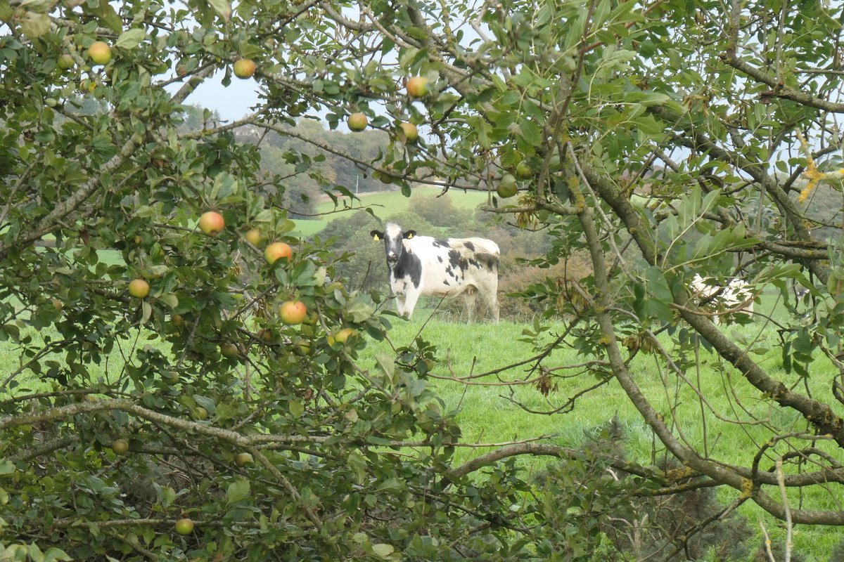 Ballencrieff 3