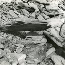 LVSAV1998.038.013.jpg
