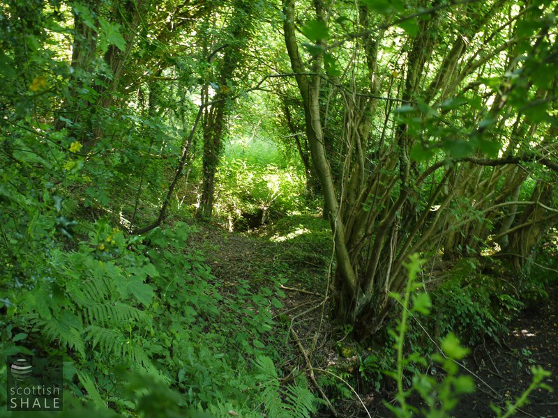 Plas-ym-Mhowys oil works - site of retorts now within woodland. June 2014