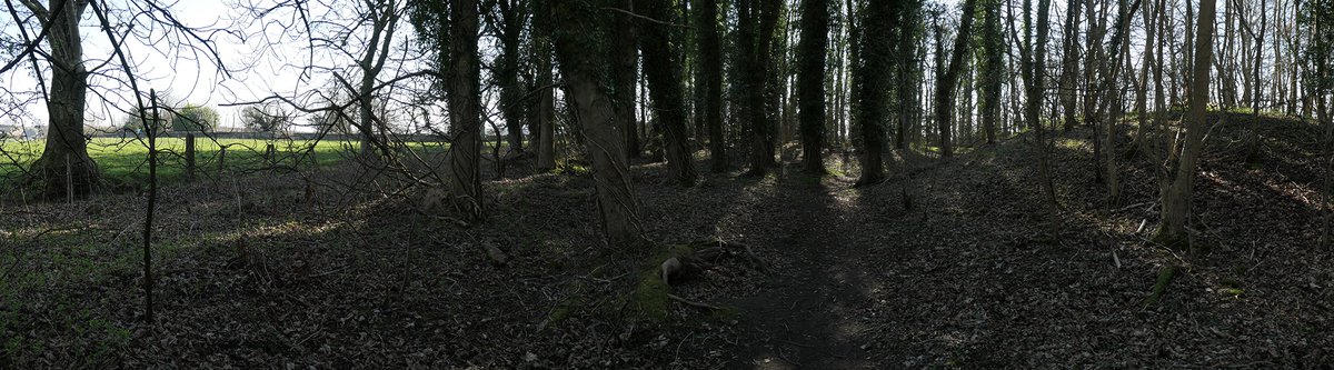 hoghill wood.jpg